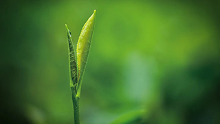 這片樹葉，改變了世界！