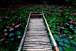 踱步花間，邂逅美麗