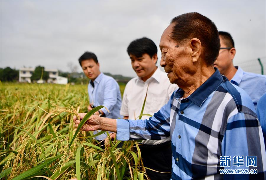 （新華視點(diǎn)·圖文互動(dòng)）（2）國(guó)家科技獎(jiǎng)3項(xiàng)授予“水稻科學(xué)家”，預(yù)示百姓飯碗將發(fā)生哪些革命？