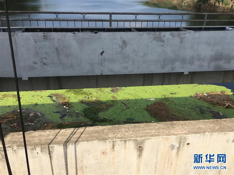 （新華視點(diǎn)·圖文互動(dòng)）（2）上游洪水來(lái)襲下游魚蟹死亡，泄洪為何變泄污？