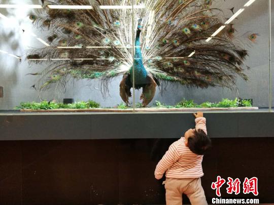 圖為展覽現(xiàn)場?！『h航 攝