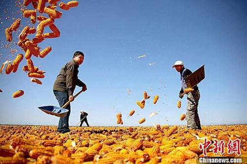 資料圖。農(nóng)民揮動(dòng)鐵锨晾曬玉米，使得滿地盡帶“黃金甲”，成為一道靚麗的風(fēng)景線。趙琳 攝