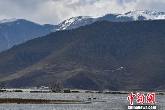 圖為在納帕海濕地棲息的候鳥?！⑷疥?yáng) 攝