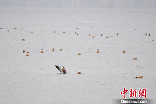 圖為在納帕海濕地棲息的候鳥?！⑷疥?yáng) 攝