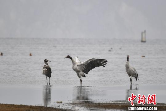 圖為在納帕海濕地棲息的黑頸鶴?！⑷疥?yáng) 攝