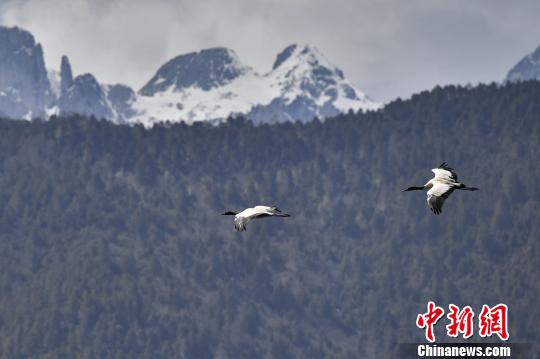 圖為在納帕海濕地上空飛翔的黑頸鶴?！⑷疥?yáng) 攝