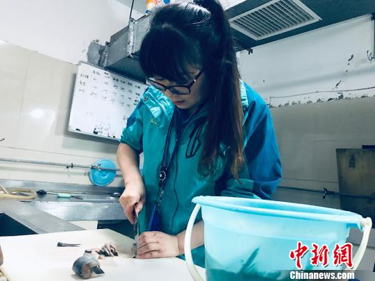 于雅麗在餌料操作間，準(zhǔn)備著動(dòng)物們的食物?！“瑧c龍 攝