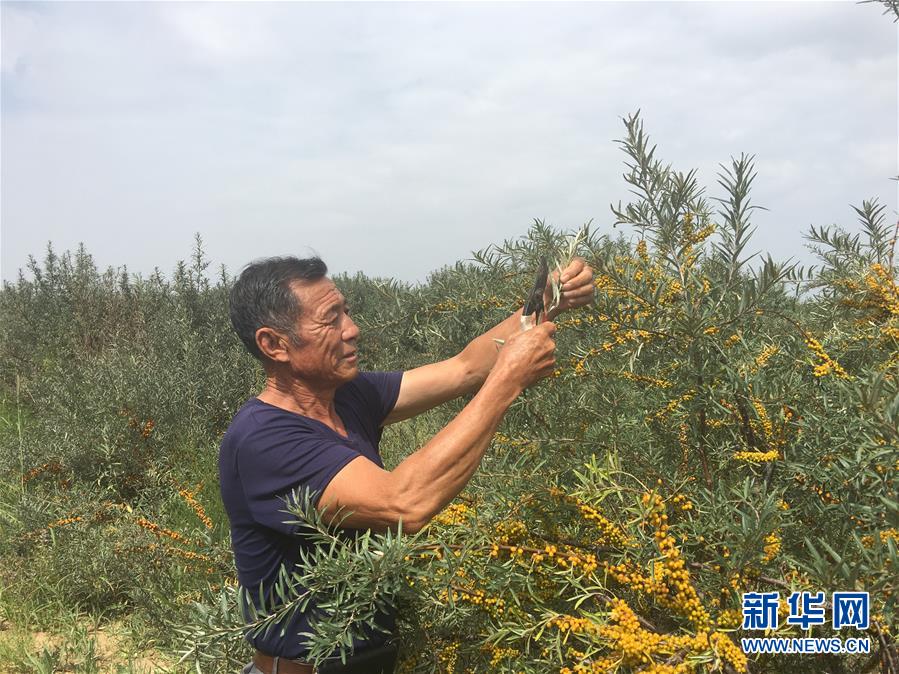 （權威訪談·聚焦中國經(jīng)濟亮點·圖文互動）（4）防治土地荒漠化 推動綠色發(fā)展——專訪國家林業(yè)和草原局副局長劉東生