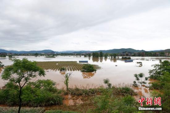 資料圖：湖南省臨武縣武水鎮(zhèn)、南強鎮(zhèn)、汾市鎮(zhèn)、水東鎮(zhèn)、金江鎮(zhèn)等鄉(xiāng)鎮(zhèn)遭遇特大暴雨襲擊，導致大量民房和農(nóng)田被淹。據(jù)不完全統(tǒng)計，該縣數(shù)千戶民房被淹，數(shù)十萬畝農(nóng)田、果園、煙田被淹斷收，直接經(jīng)濟損失達數(shù)千萬元。災情發(fā)生后，當?shù)卣跋嚓P部門第一時間奔赴受災鄉(xiāng)鎮(zhèn)轉移群眾，察看災情并積極組織村民排澇自救、發(fā)放救災物資、開展保險理賠等工作。目前救災工作正在有序進行，無人員傷亡。唐盛歡 攝