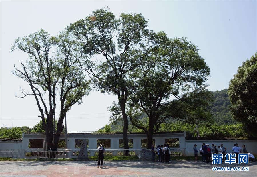 （壯麗70年·奮斗新時(shí)代——記者再走長(zhǎng)征路·圖文互動(dòng)）（6）“紅軍樹(shù)”下憶初心、守初心