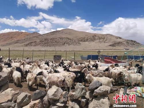 圖為羊群正從羊圈里出來(lái)。 謝藝觀 攝