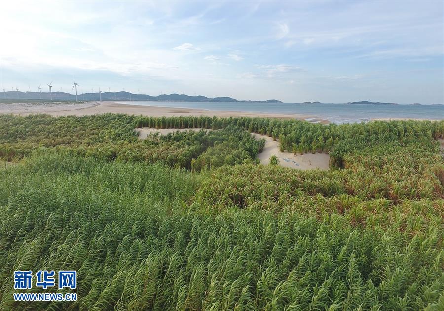 （不忘初心、牢記使命·圖文互動(dòng)）（2）拳拳寸草心 濃濃報(bào)國(guó)情——記“菌草之父”林占熺