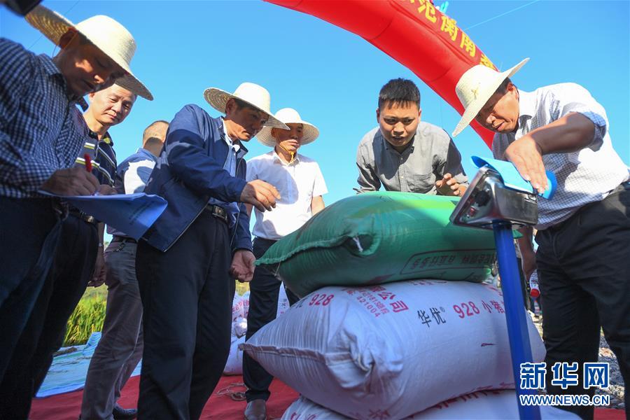 （圖文互動）（2）1046.3公斤！袁隆平第三代雜交水稻首次公開測產(chǎn)