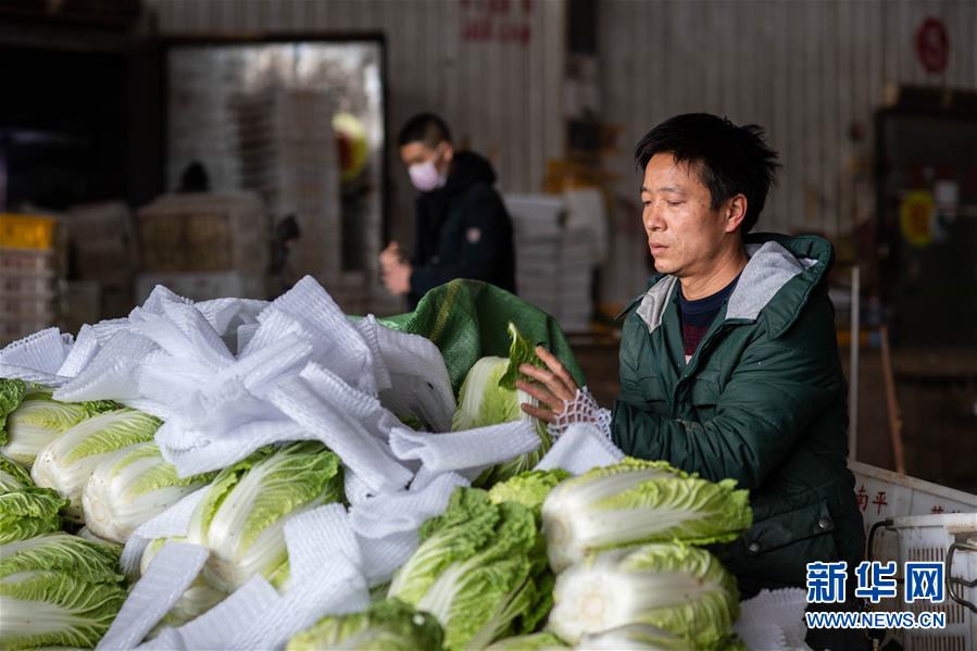 （抓好春耕備耕 穩(wěn)住農(nóng)業(yè)生產(chǎn)·圖文互動）（2）“栽種的是菜苗，收獲的是希望”——云南蔬菜集散地通?？h春耕見聞 