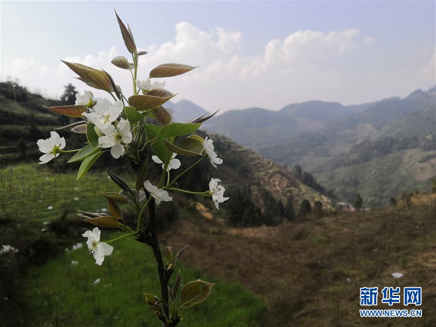 （決戰(zhàn)決勝脫貧攻堅·圖文互動）（1）寄相思，償夙愿——5封清明“家書”里的決戰(zhàn)決勝信念