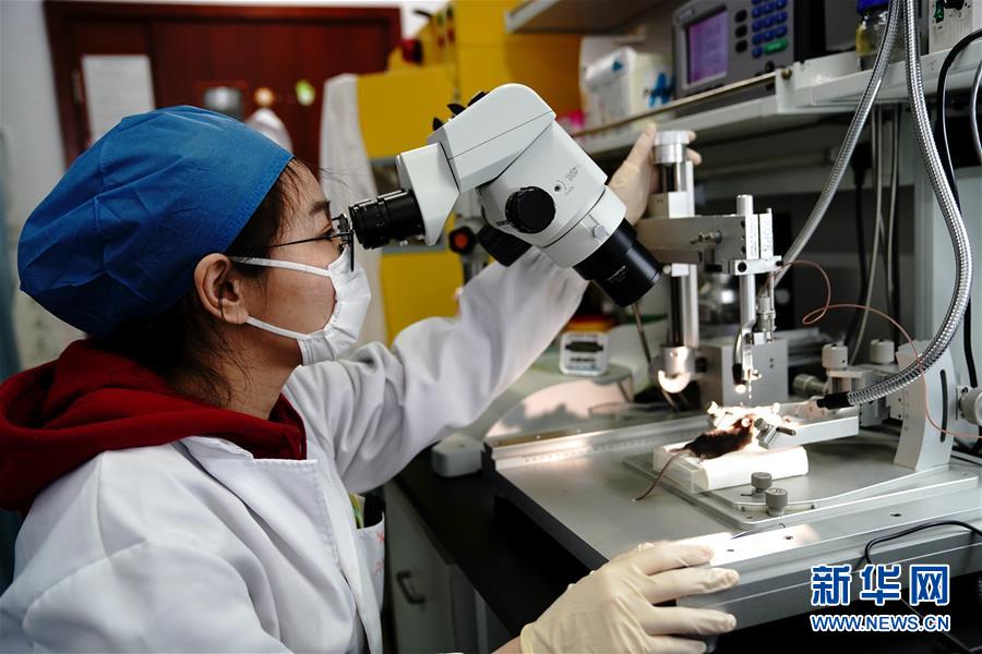 （圖文互動）（2）攻擊行為如何被大腦控制？科學家在小鼠大腦中發(fā)現(xiàn)“調節(jié)開關”