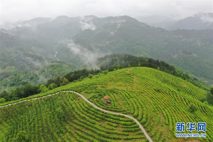 （走向我們的小康生活·圖文互動(dòng)）（8）綠了青山，紅了日子——秦巴山區(qū)群眾繪出小康“調(diào)色板”
