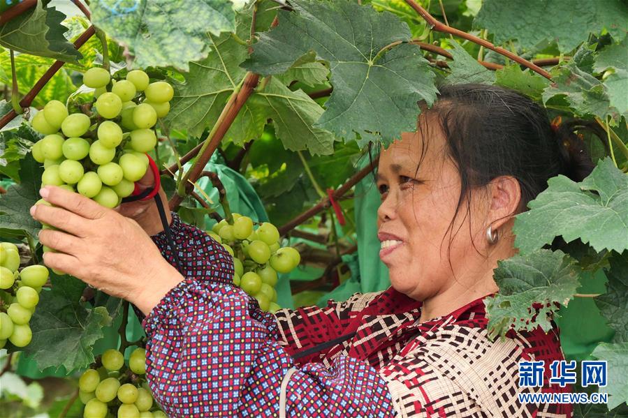 （決戰(zhàn)決勝脫貧攻堅(jiān)·圖文互動(dòng)）（2）同飲一江水 攜手“斬窮根”——深圳對(duì)口廣西河池、百色扶貧協(xié)作見聞