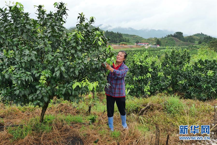 （決戰(zhàn)決勝脫貧攻堅(jiān)·圖文互動(dòng)）（10）同飲一江水 攜手“斬窮根”——深圳對(duì)口廣西河池、百色扶貧協(xié)作見聞