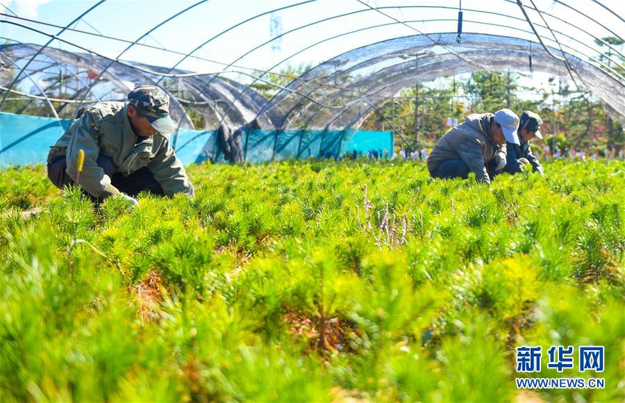 （在習近平新時代中國特色社會主義思想指引下——新時代新作為新篇章·習近平總書記關切事·圖文互動）（8）綠意，在黃沙中鋪展——我國防沙治沙紀實