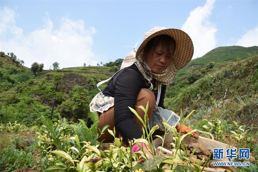 （新華全媒頭條·圖文互動(dòng)）（14）初夏，循著總書記的腳步探訪產(chǎn)業(yè)扶貧新事
