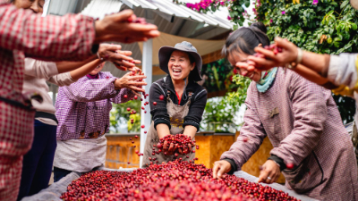 打好云南咖啡這張“王牌”
