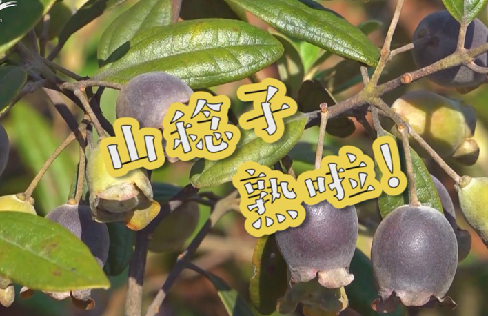 走向我們的小康生活丨山稔子熟啦！