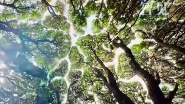 樹木為何會相互“禮讓”？