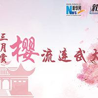 三月賞櫻，流連武大