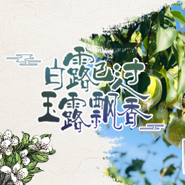 白露已過，玉露飄香