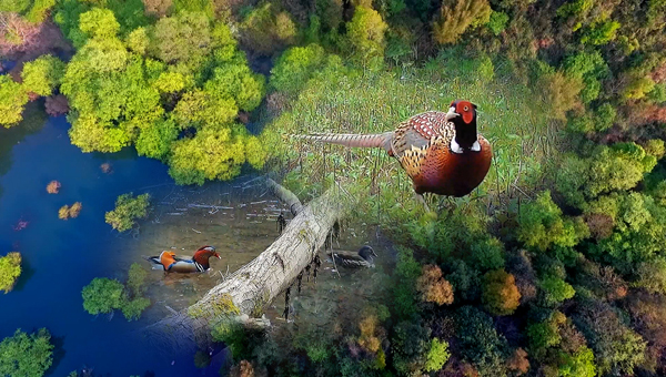 世界地球日丨神奇珍稀動(dòng)物在哪里？車(chē)八嶺國(guó)家級(jí)自然保護(hù)區(qū)走一波