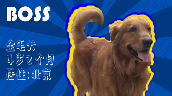 有效拴繩&科學遛狗——如何文明養(yǎng)犬？“撿屎官”們快看過來！