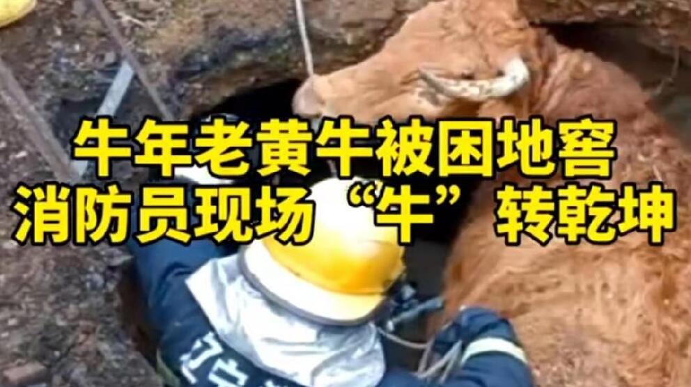 牛年老黃牛被困地窖，消防員現(xiàn)場“牛”轉(zhuǎn)乾坤！
