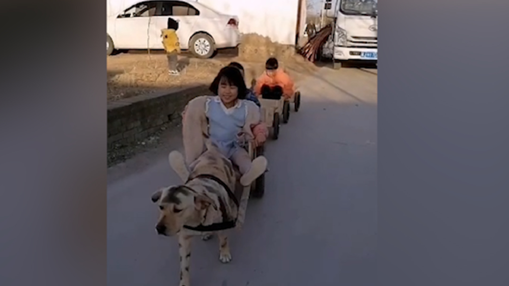 男子給孩子做縮小版小火車(chē)，家里的狗狗做動(dòng)力拉著孩子上學(xué)